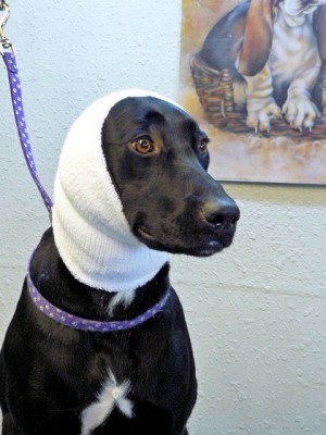 Dog Picture 2
